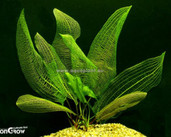 Aponogeton Madagascariensis With Leaves