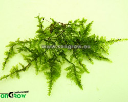 Brazil Moss (Vesicularia Sp.) - Mini Cup 50 Ml