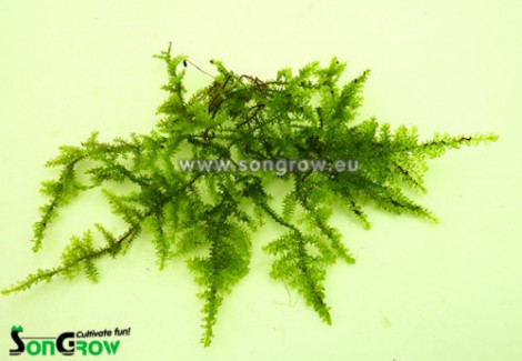 Brazil Moss (Vesicularia Sp.) - Mini Cup 50 Ml