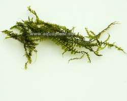 Cameroon Moss (Plagiochilaceae Sp.) - Mini Cup 50 Ml