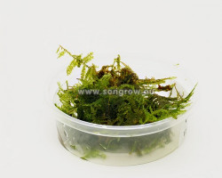 China Moss (Vesicularia Sp.) - Mini Cup 50 Ml