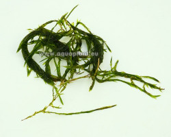 Duriae Willow Moss (Fontinalis Duriae) - Cup 110 Ml
