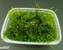 Java Moss Aquaplant - Taxiphyllum Barbieri (Previously: Vesicularia Dubyana) - Cup 125 Ml