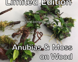 Marsh Root Or Spiderwood With Moss And Anubias M