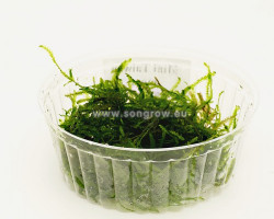 Mini Taiwan Moss (Isopterygium Sp.) - Cup 110 Ml