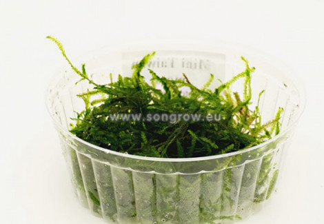 Mini Taiwan Moss (Isopterygium Sp.) - Cup 110 Ml