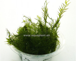 Phoenix Moss (Fissidens Fontanus) - Mini Cup 50 Ml
