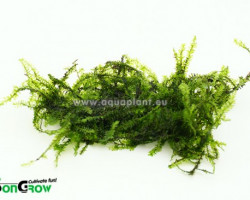 Pilo Moss (Pilotrichaceae Sp.) - Mini Cup 50 Ml
