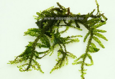 Singapore Moss (Vesicularia Sp.) - Mini Cup 50 Ml