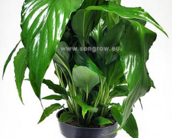 Spathiphyllum Green