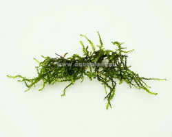 Thailand Moss (Vesicularia Sp.) - Cup 110 Ml