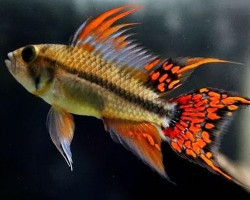 Apistogramma Cacatuoides Double Red Xl