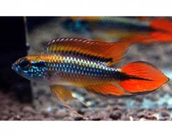 Apistogramma Cacatuoides Gold Double Red 3-4
