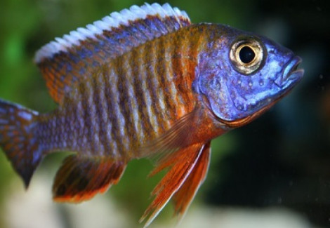 Aulonocara Fire Fish Albin 5-5,5