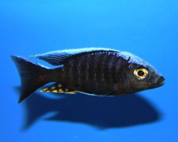 Aulonocara Maylandi Kandeensis/Blue Head 4-5Cm