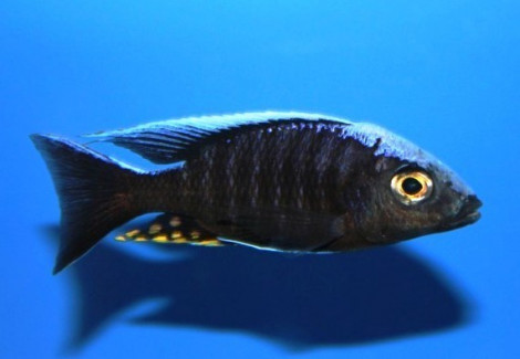 Aulonocara Maylandi Kandeensis/Blue Head 4-5Cm