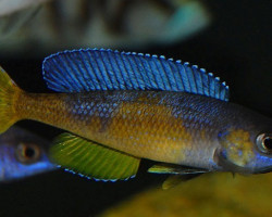 Cyprichromis Leptosoma Jumbo Kitumba 5-6Cm