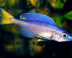 Cyprichromis Leptosoma Mpulungu 5-6Cm