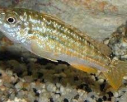 Melanochromis Exasperatus/Joanjohnsonae 4-5Cm