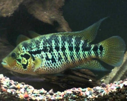 Parachromis Motaguensis 4-5Cm