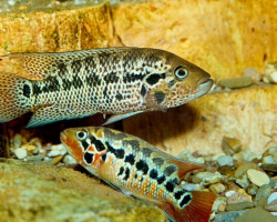 Parachromis Motaguensis 5,5-7