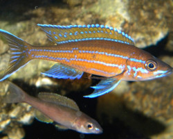Paracyprichromis Nigripinnis Blue Neon 3-4Cm