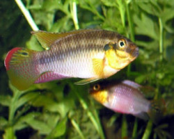 Pelvicachromis Subocelatus 3,5-4Cm