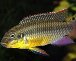 Pelvicachromis Taeniatus Kienke 4-5Cm