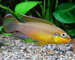 Pelvicachromis Taeniatus Lobe 4-5Cm