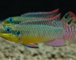 Pelvicachromis Taeniatus Nange 4-5Cm