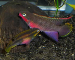 Pelvicachromis Taeniatus Nigeria Red 4-5Cm