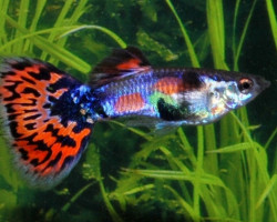 Guppy Blue Spotted Tail M