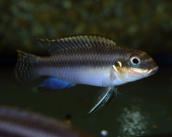 Pelvicachromis Signatus M