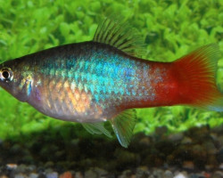 Platy Blue Red Tail M