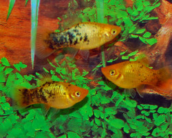 Platy Neon Gold Spotted M
