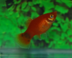 Platy Mickey Mouse Red M