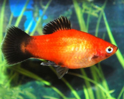 Platy Wagtail Gold M