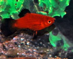Platy Wagtail Red M