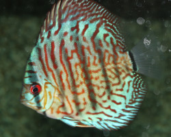 Discus Red-Turquoise S