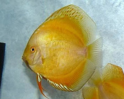 Discus Crystal Yellow S/M