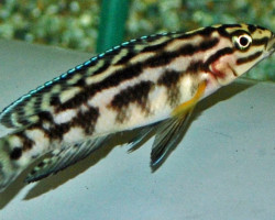 Julidochromis Marlieri S