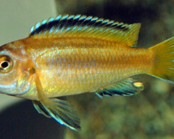 Melanochromis Johannii M