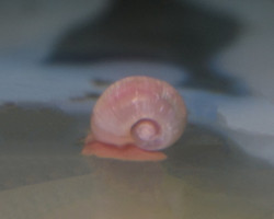 Planorbarius Corneus Pink M