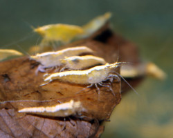 Neoc. Heteropoda Var. Yellow M
