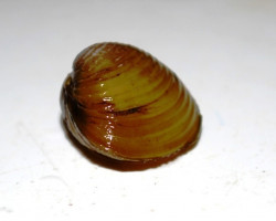 Corbicula Javanicus M