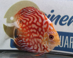 Discus Pigeon Checkerboard S/M
