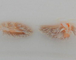Aeolidiella Stephanieae M