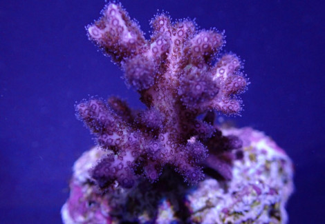 Pocillopora Acuta (Pink-Purple) (Frag) M