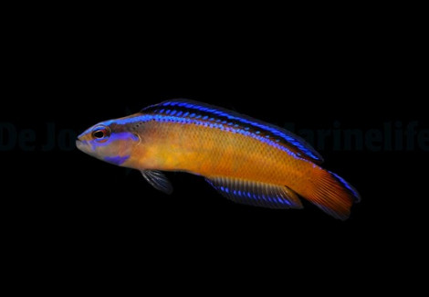 Pseudochromis Aldabraensis - Djm Allevato Europa M
