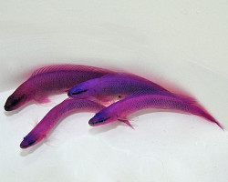 Pseudochromis Fridmani M